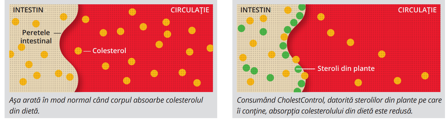 CholestControl™ - Cum funcţionează CholestControl?