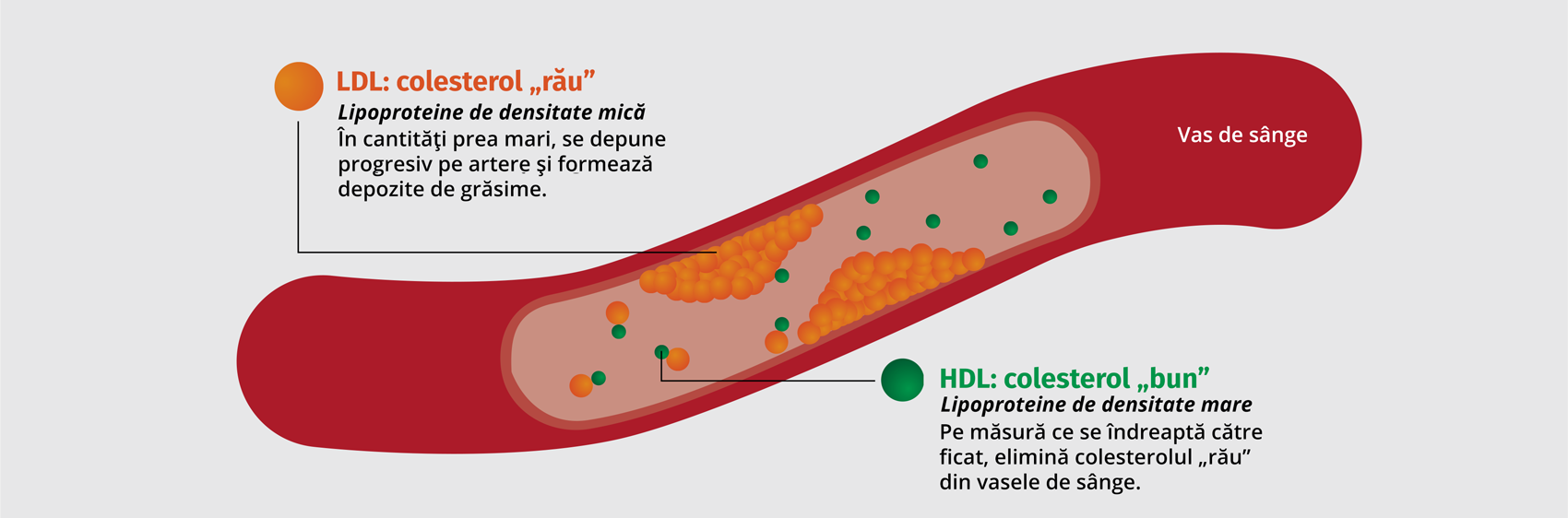Care este diferenţa dintre colesterolul LDL şi colesterolul HDL?
